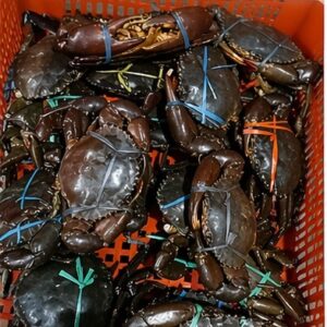 螃蟹 | Kepiting